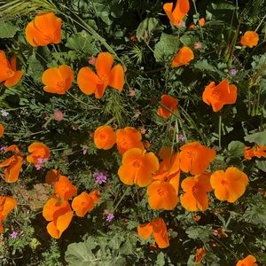 Meet your Posher, Marie